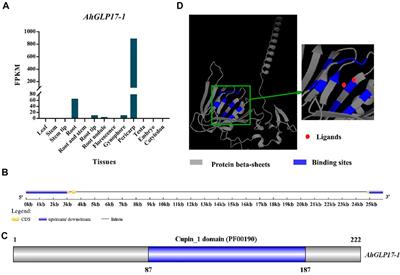 Cloning and Functional Characterization of a Pericarp Abundant Expression Promoter (AhGLP17-1P) From Peanut (Arachis hypogaea L.)